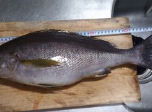 isagi