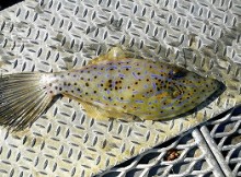 ソウシハギ