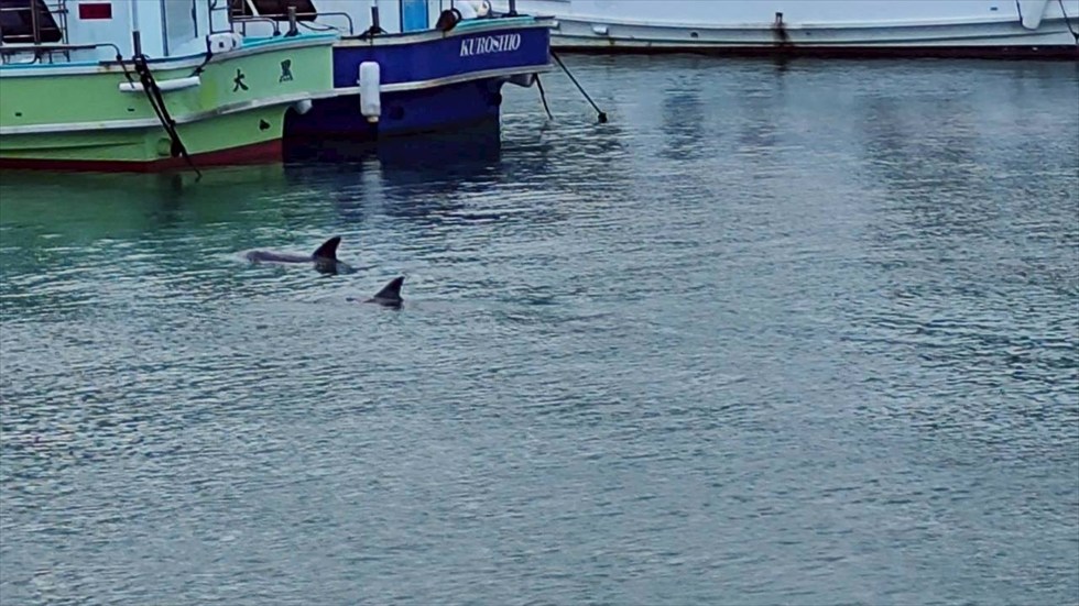 釣行記（柏島）2025.11(99)